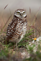 Burrowing Owl
