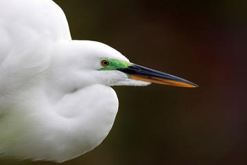 Great Egret