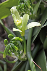 Fototapeta premium fleur de vanille