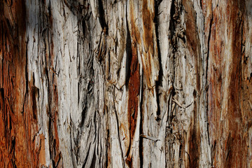 Detail of brown coniferous bark - natural texture