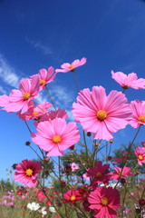 コスモス