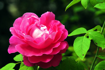 rosa fiori 1206