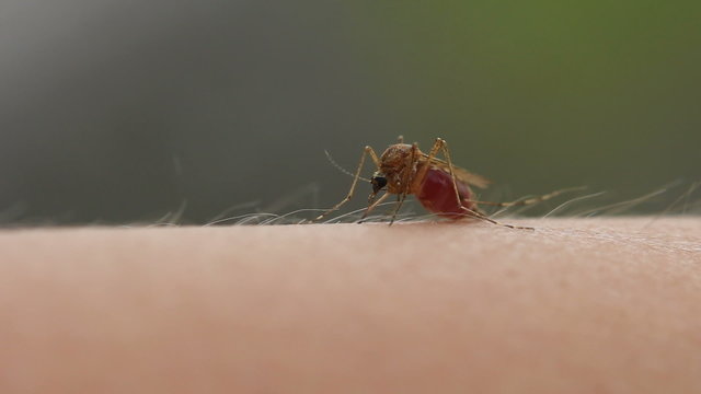 mosquito, close up, sucks blood