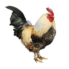 Coq isolé sur fond blanc
