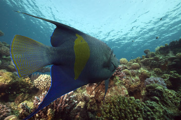 Naklejka na ściany i meble yellowbar angelfish and ocean