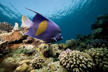 yellowbar angelfish and ocean