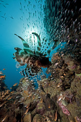 lionfish and glassfish