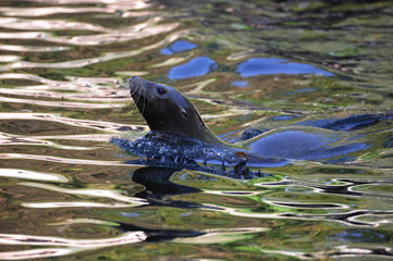 Seelöwe