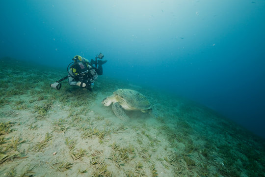 green turtle and an underwater photographer