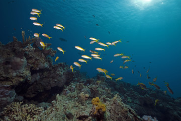 Fototapeta na wymiar coral, fish and ocean