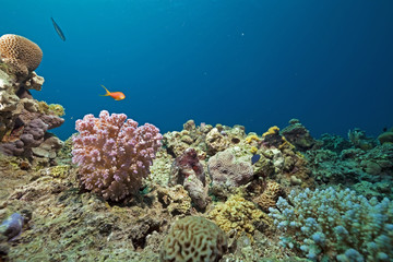coral, fish and ocean