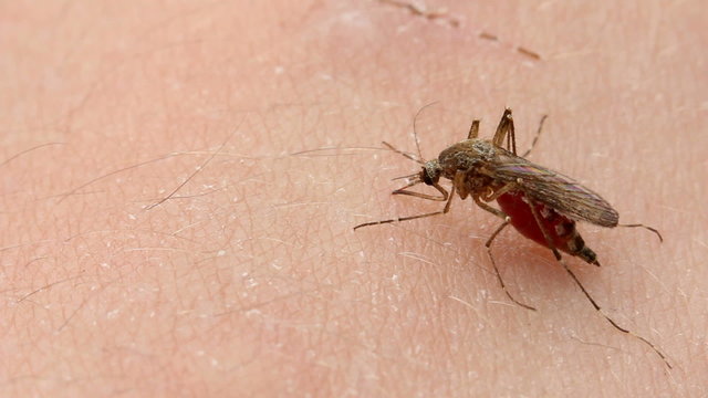 mosquito, close up, sucks blood