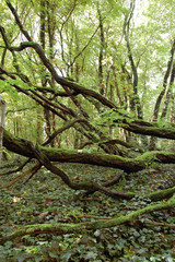 Dead Trees in Autumn Forest