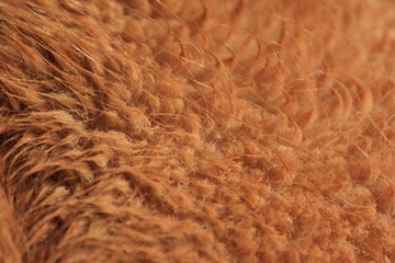 Golden Retriever am Meer /  Golden Retriever on the beach