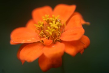 kleine orange Blüte