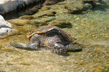 Naklejka premium Tortue marinne à Kelonia