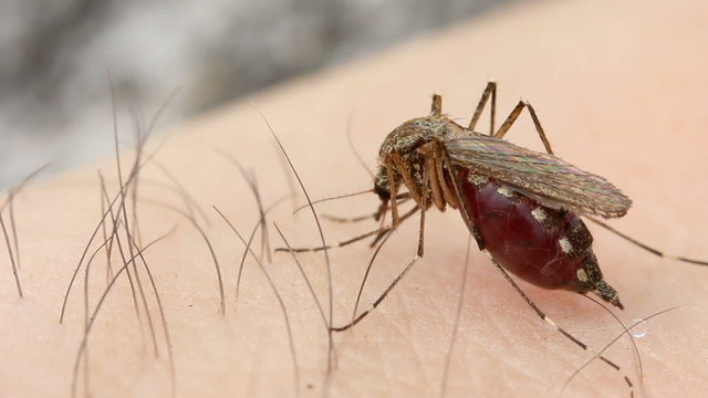 mosquito, close up, sucks blood