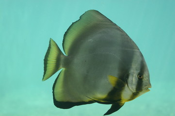 Poisson papillon géant dans un bassin de Kelonia