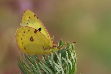 Papillon souci posé sur un euphorbe