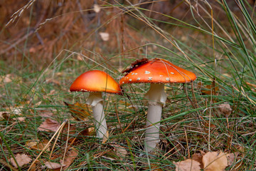 Red amanita mushrooms in the forest
