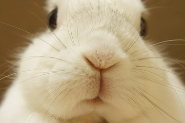 うさぎのアップ