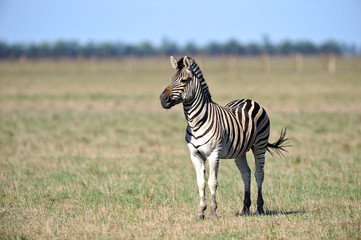 Zebra