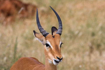 Impala maschio