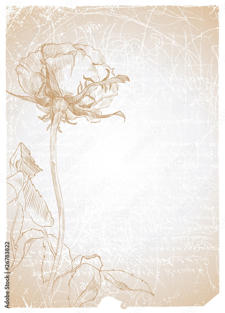 Wall mural Old textured paper with drawing rose