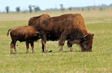 Bison