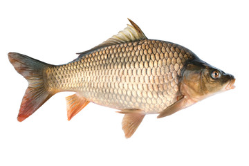 Common carp.Cyprinus carpio. Isolated on white