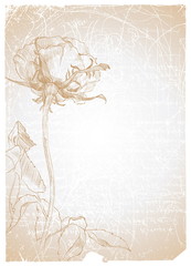 Old textured paper with drawing rose