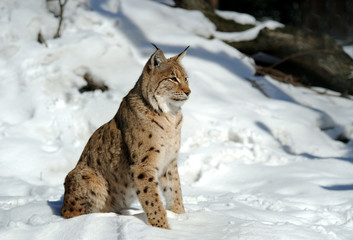 Fototapeta premium Lynx