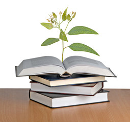Tree growing from open book