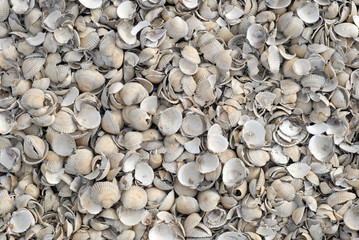 Heart-shaped shells