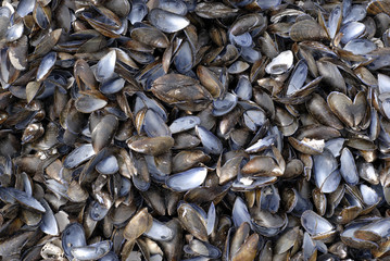 Seashells all over