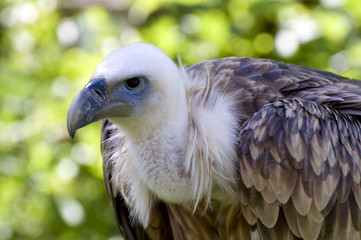 vulture