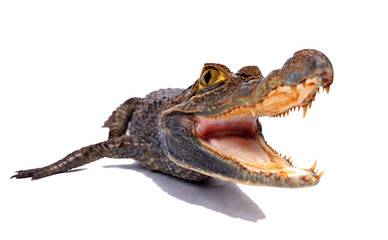 Obraz premium Crocodile