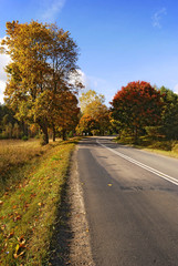 road with autumn