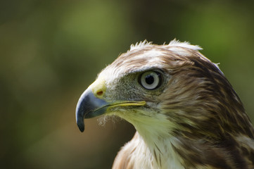 saker falcon