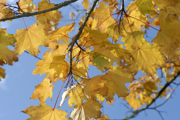 Yellow autumn leafs