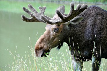 Elk