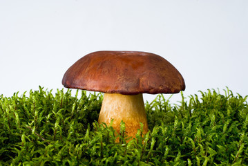 mushroom on moss