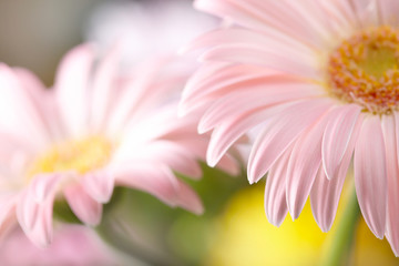 Closeup of two pink daisy-gerbera. Shallow DOF