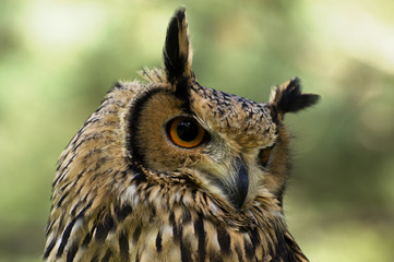 eagle-owl