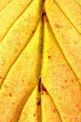 Herbstblatt Detail