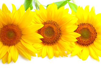 Obraz premium Three sunflowers with copyspase