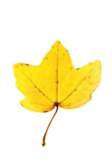 Acer campestre, Feld-Ahorn, Field Maple