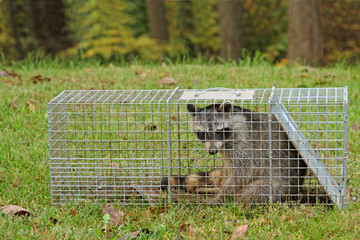 Trapped Raccoon, Procyon lotor