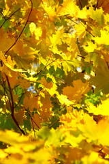 Autumn leaves