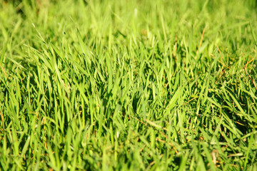 Green grass background